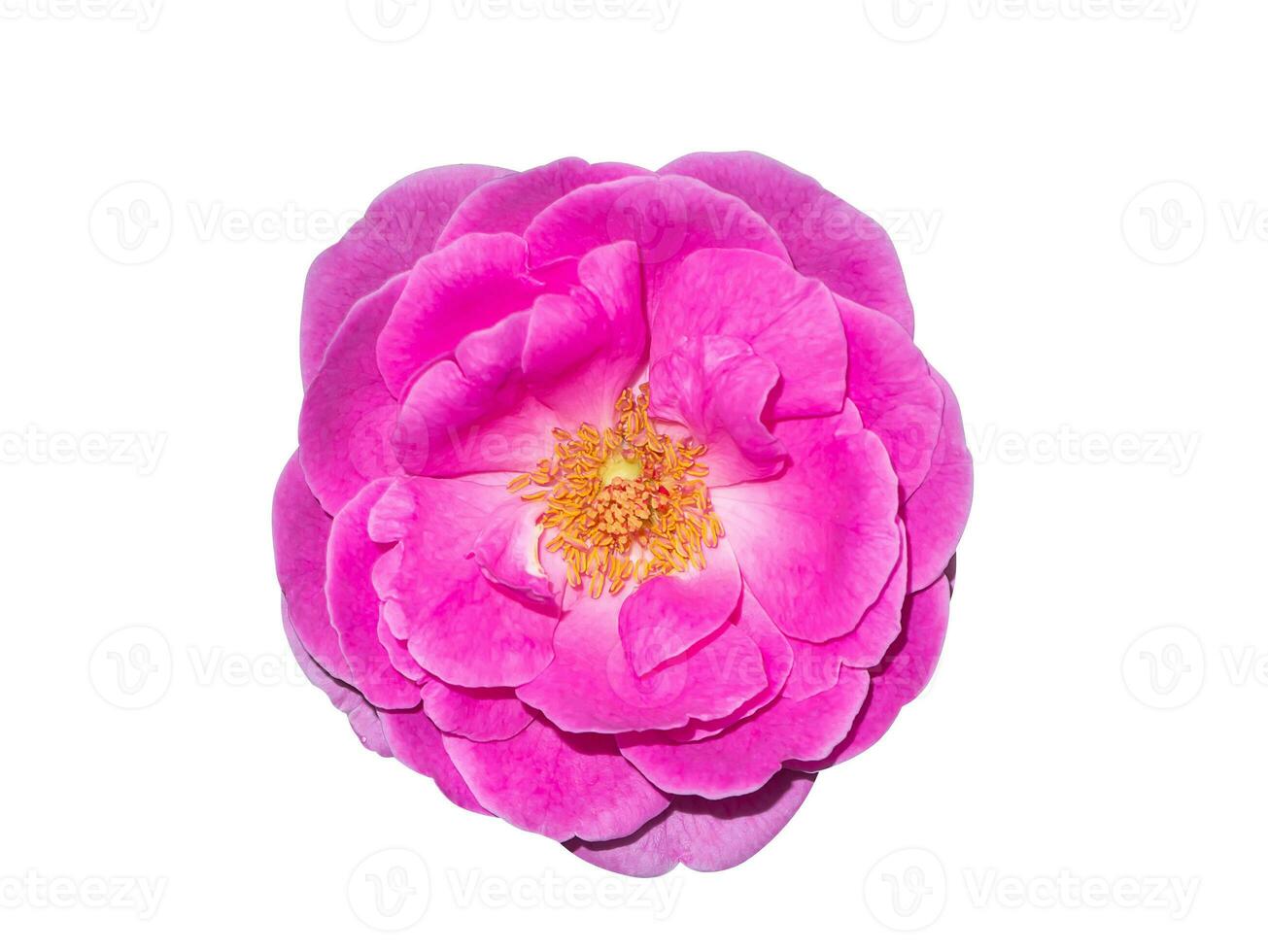 Close up Pink Rose flower isolate on white background with clipping path photo