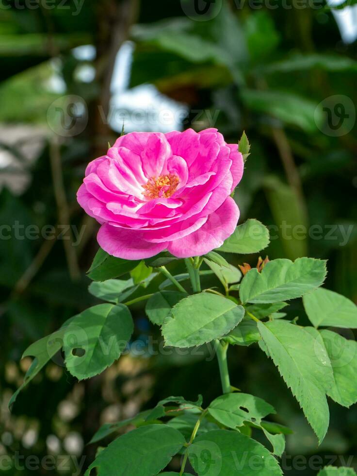 Close up Pink Rose flower with blur background. photo