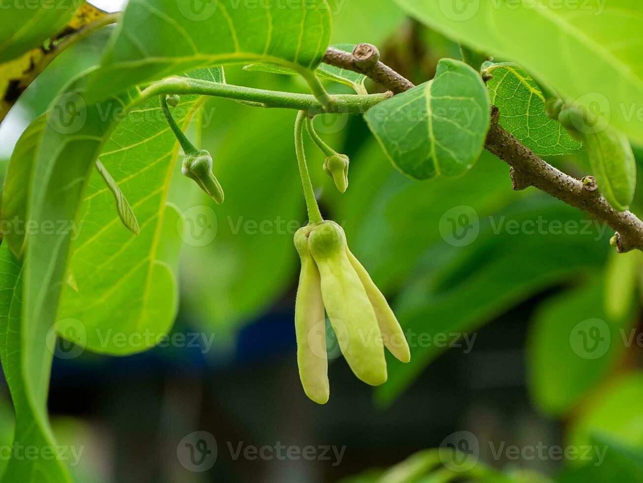 Close up Sugar Apple on branch with blur leaf background. photo