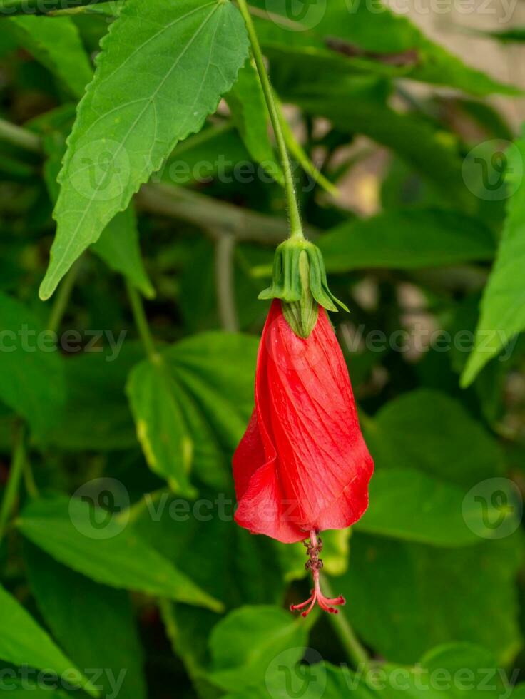 Close up Sleeping hibiscus, Wax Mallow flower. photo