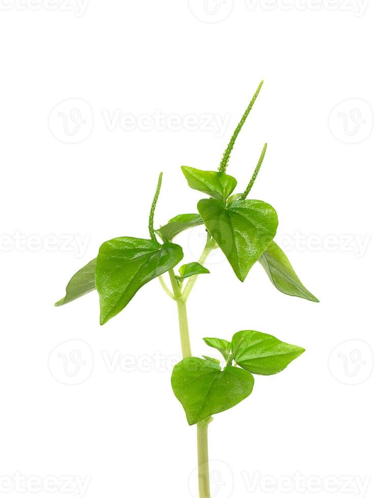 Close up Pellucoid leaved Pepper plant on white background. photo