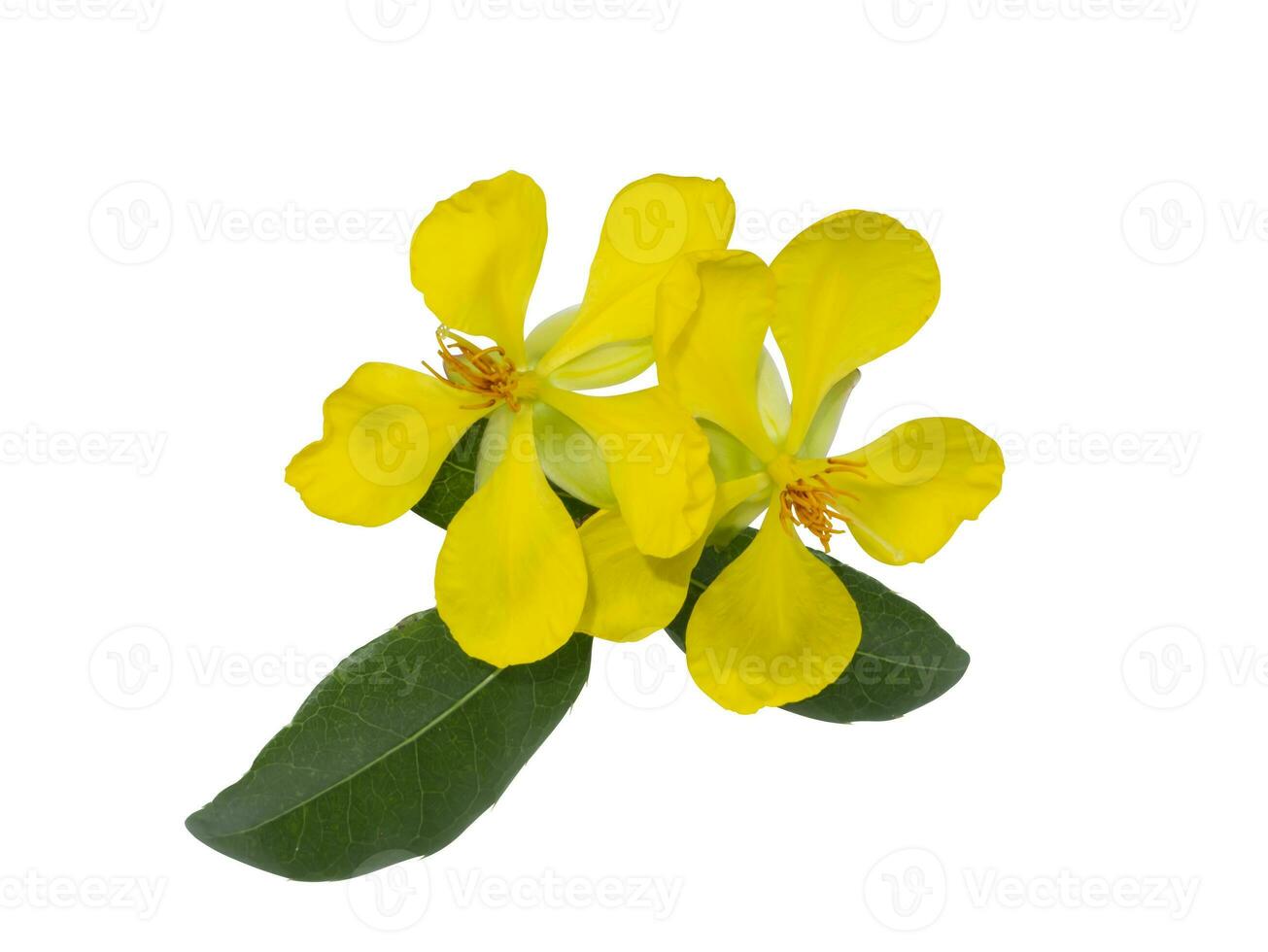Close up Yellow flower of Micky mouse flower on white background. photo