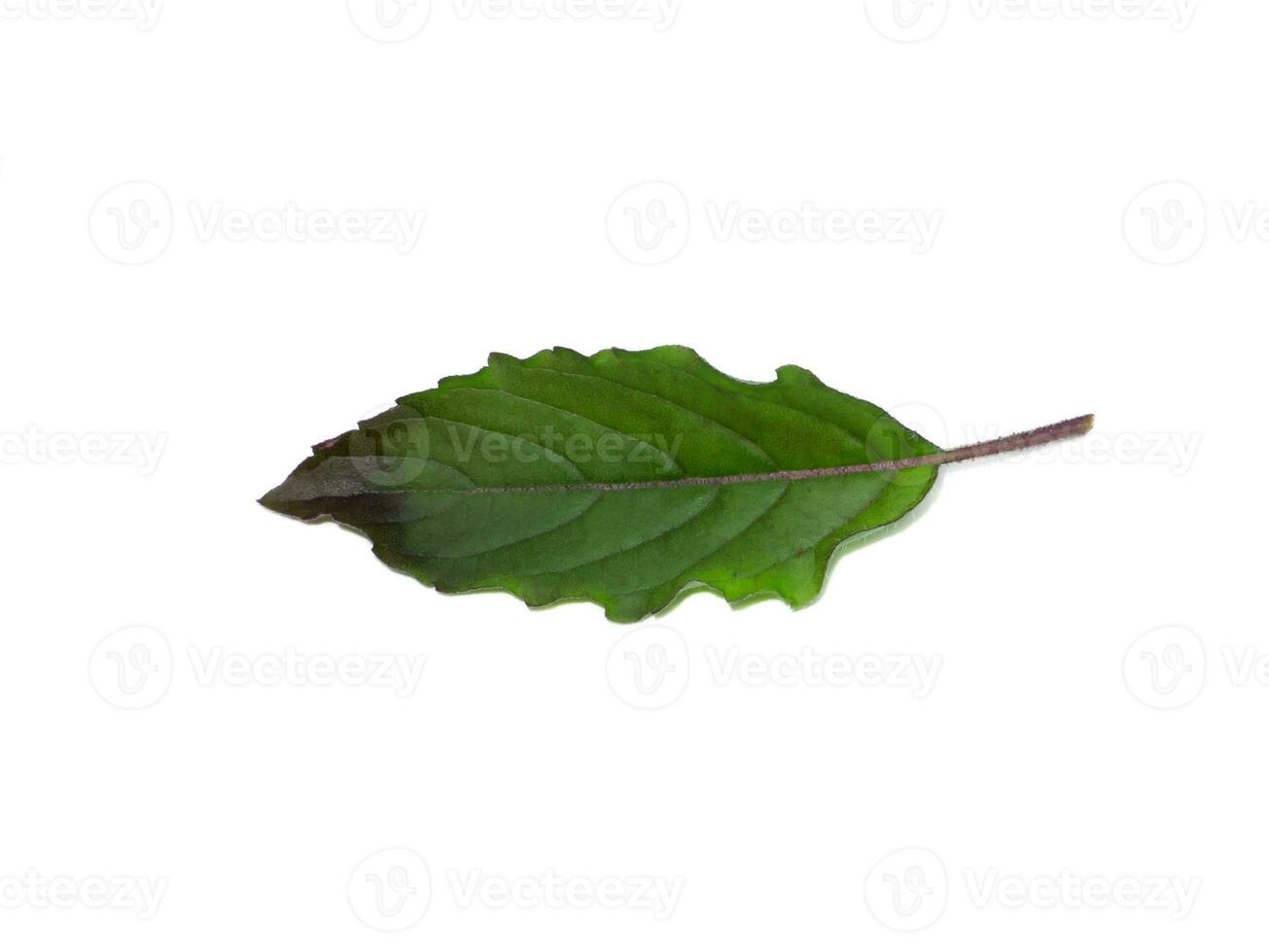 Close up Holy Basil, Sacred Basil leaves on white background. photo