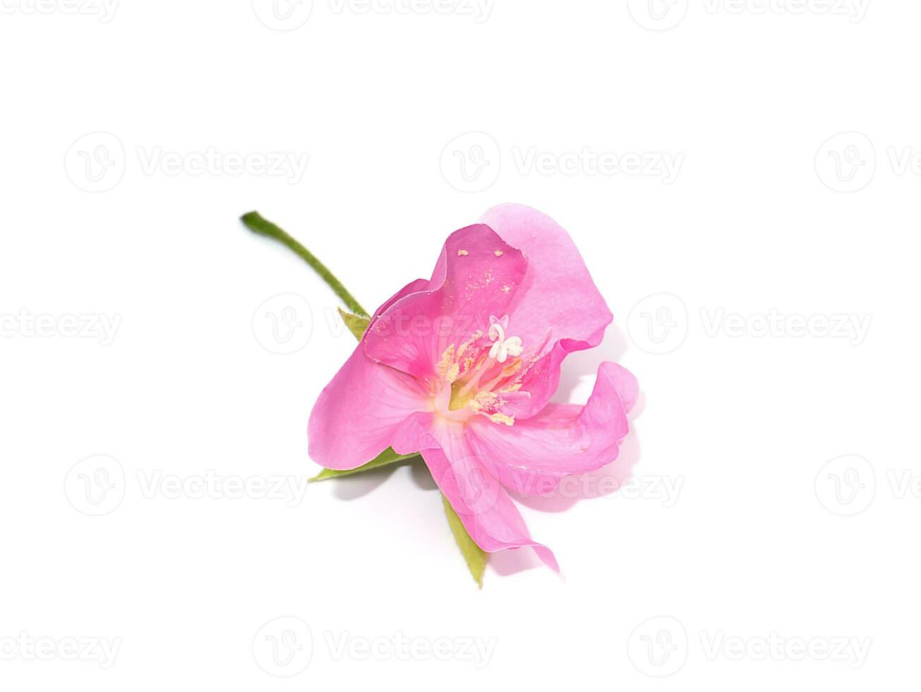 Close up Pink Ball Dombeya flower on white background. photo