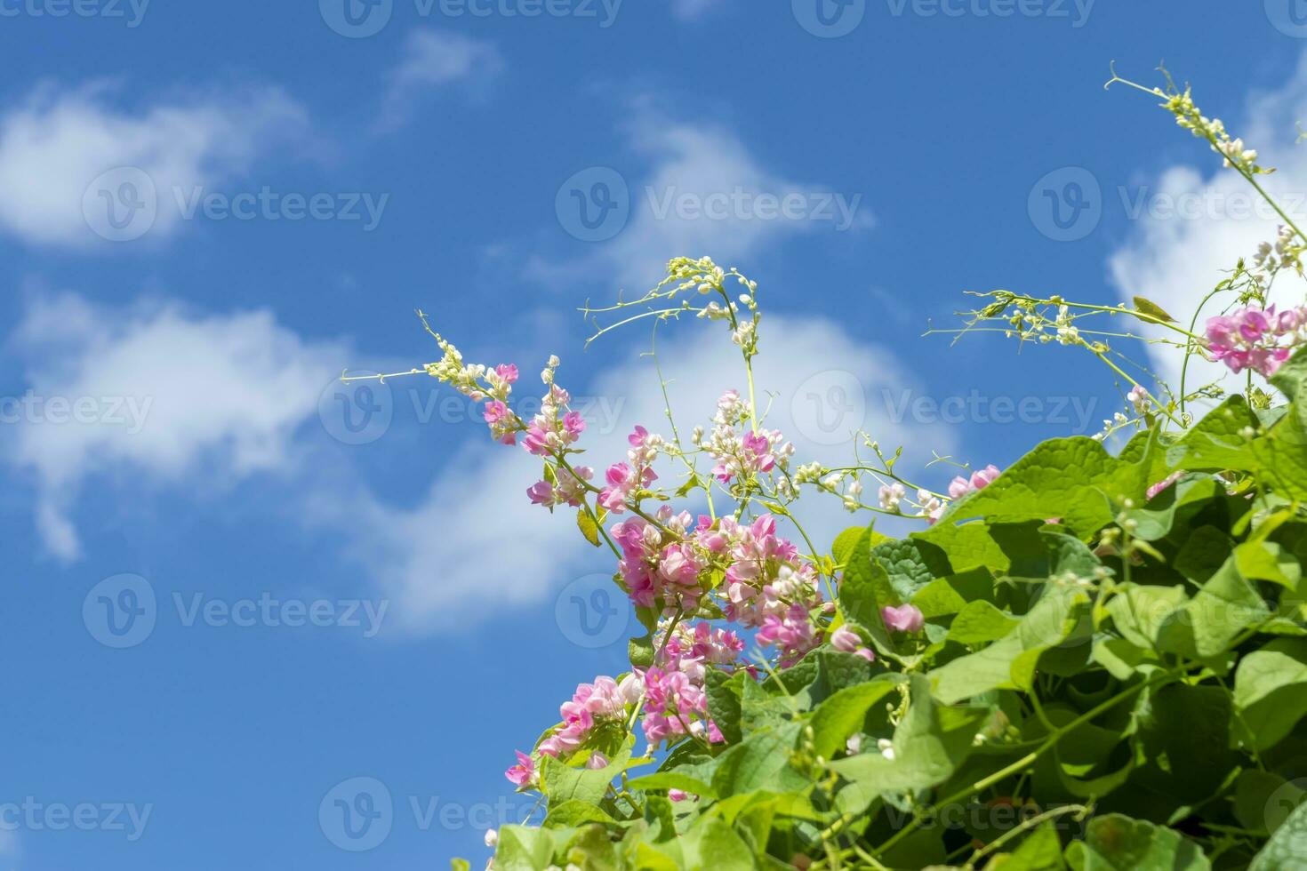 Close up maxican creeper flower on sky background. photo