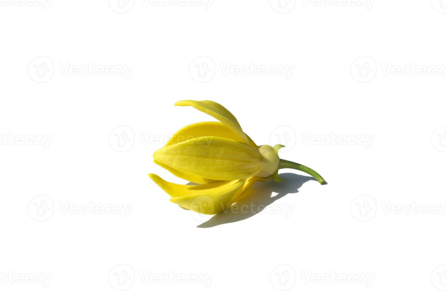 Close up Clinbing llang-llang flower on white background. photo