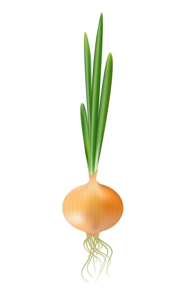 Vector Fresh Whole Yellow Onion Bulb with Green Onions Close up Isolated on White Background. Realistic onion