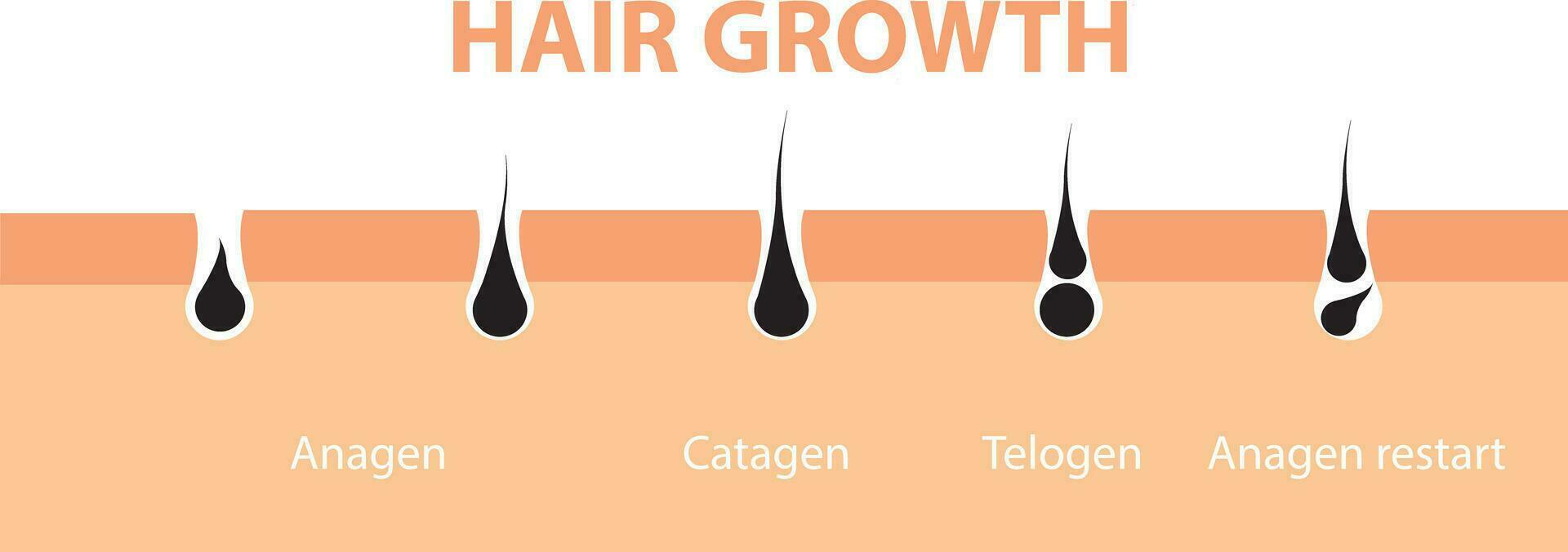 pelo crecimiento ciclo piel. folículo anatomía anágena fase, pelo crecimiento diagrama ilustración. vector