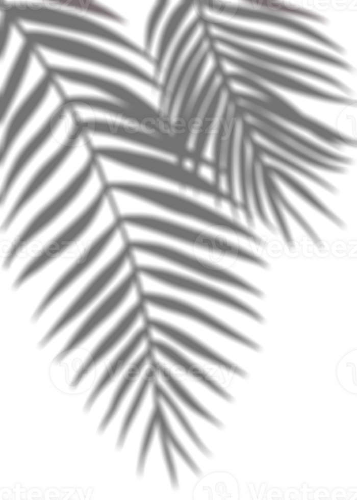 Leaves shadow, Palm Leaves silhouette,Tropical Coconut Leaf Overlay, Element object for Spring Summer, Mock up Product Presentation png