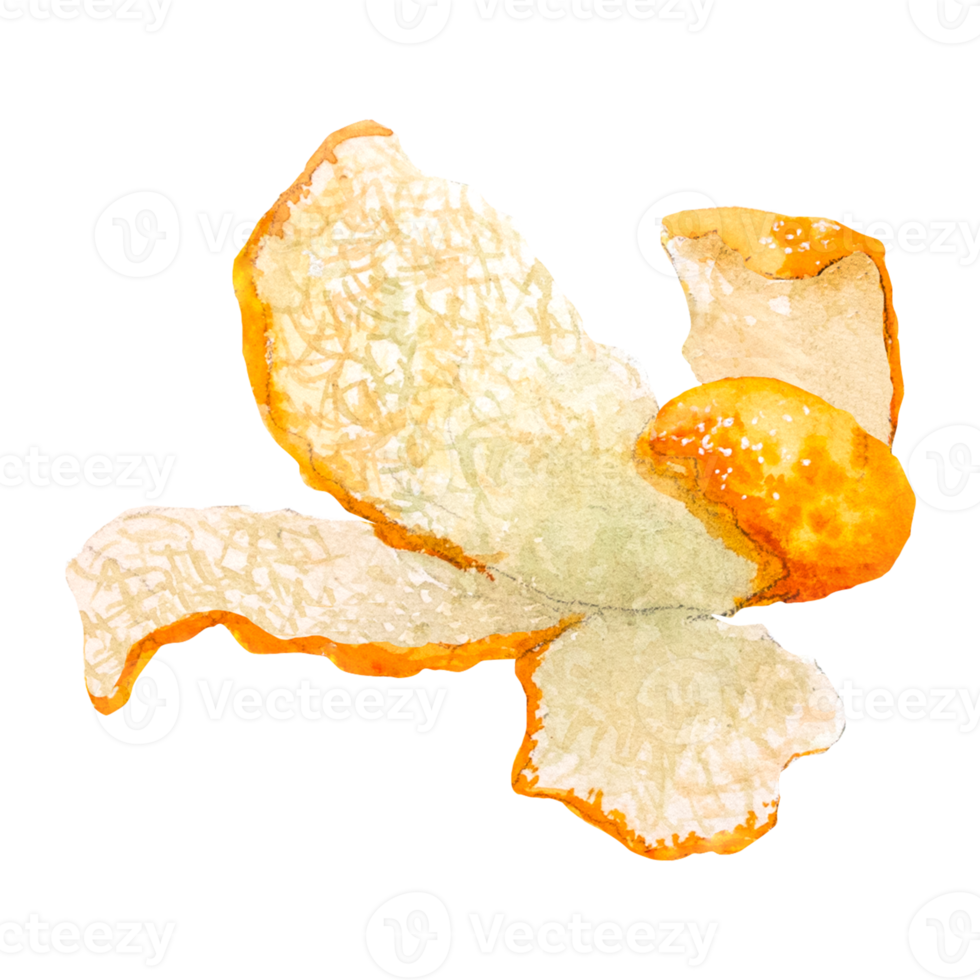 Watercolor illustration of juicy tangerines.Hand drawn tangerines. png