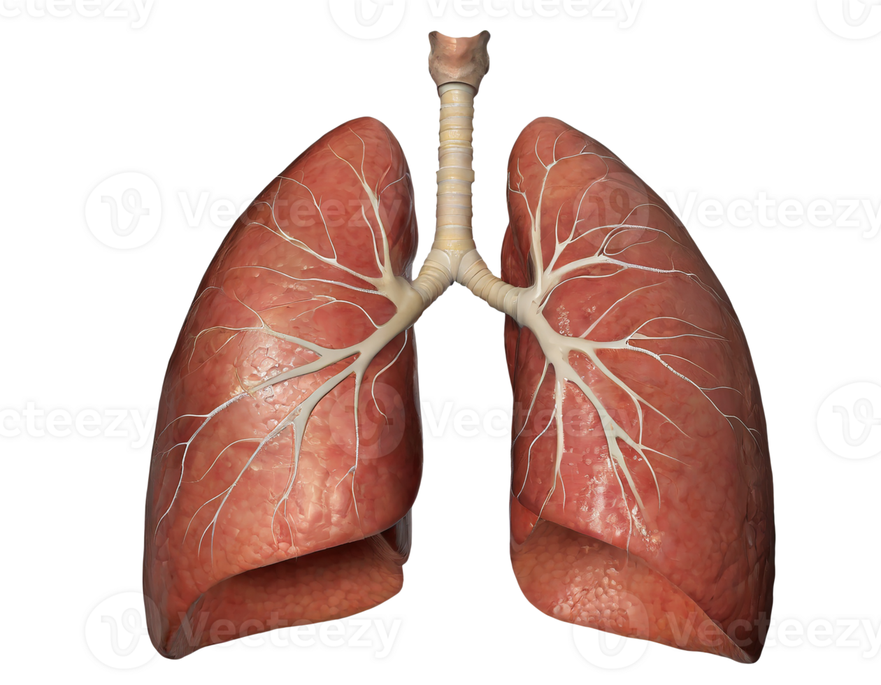 AI generated 3d realistic human lungs, with a transparent background png