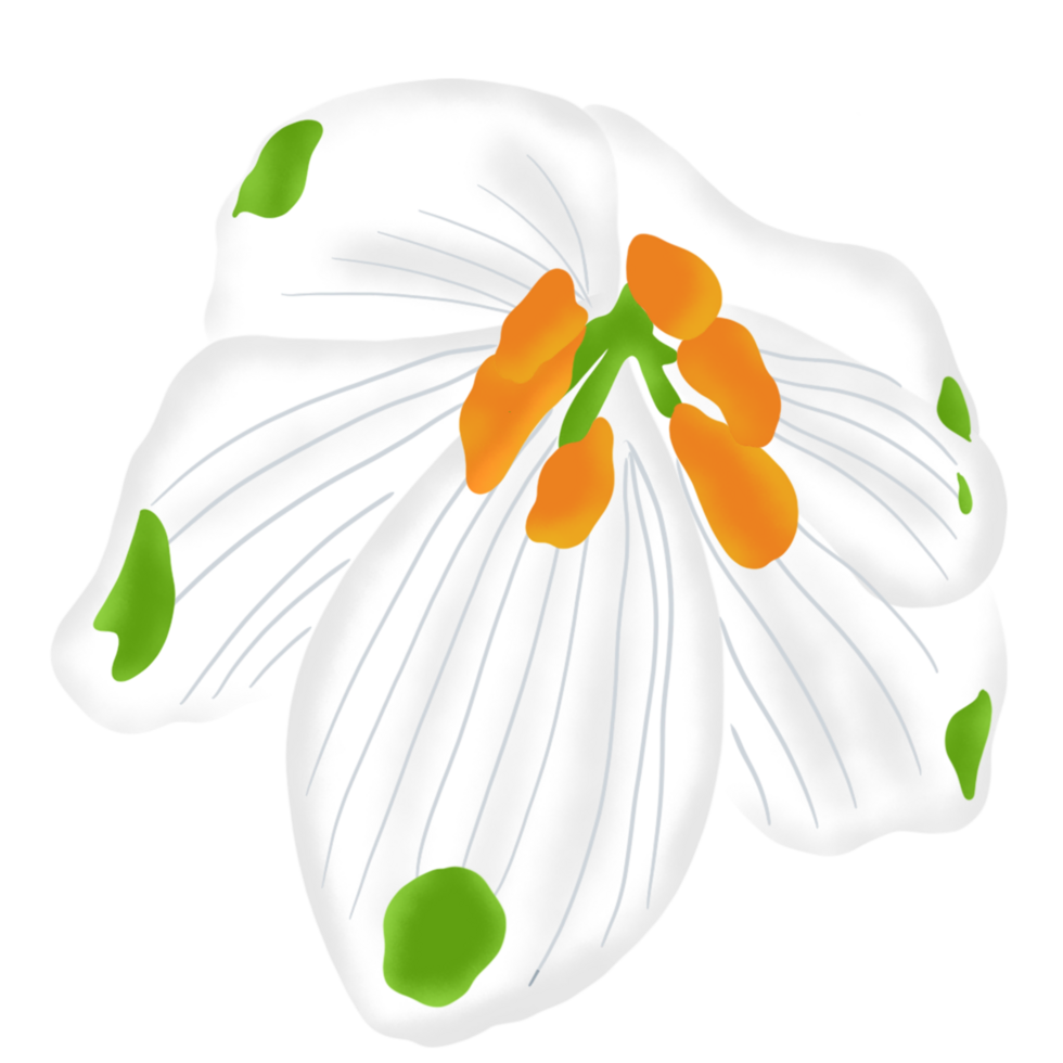 snowdrop flower on winter season png