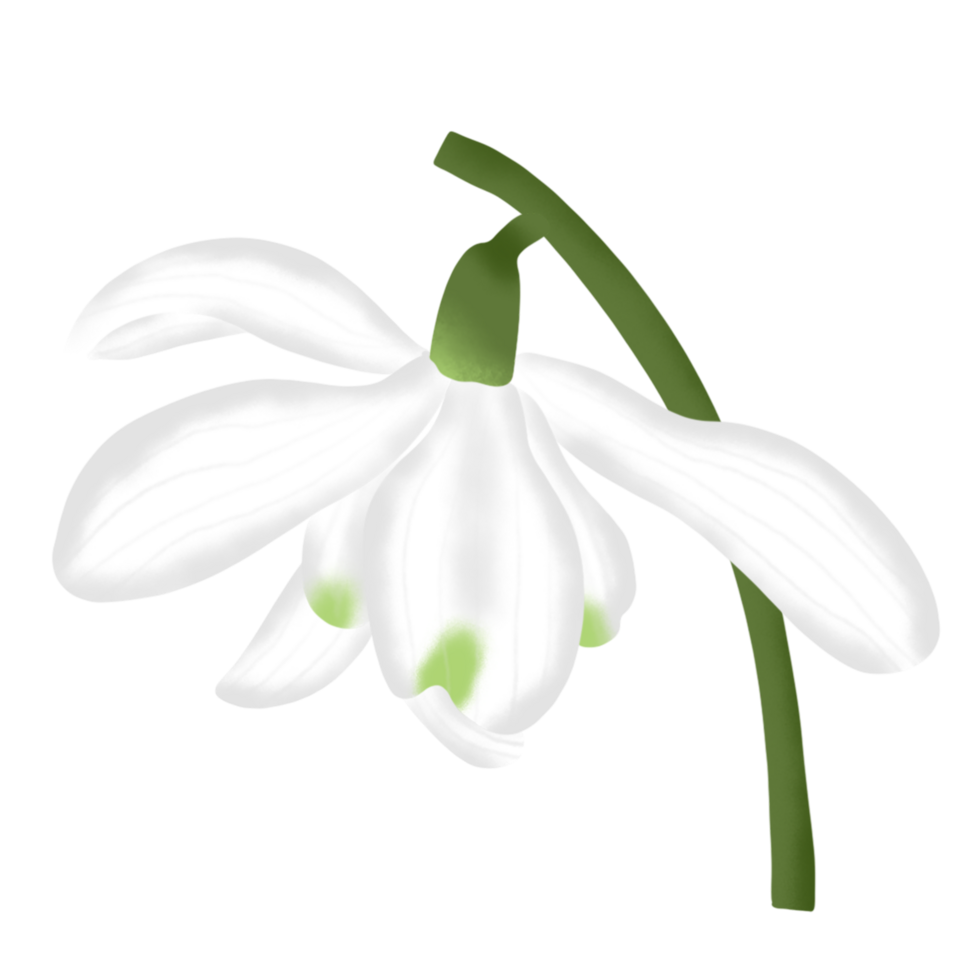 snowdrop flower on winter season png