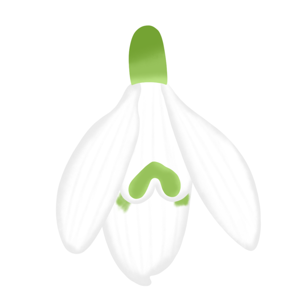 snowdrop flower on winter season png