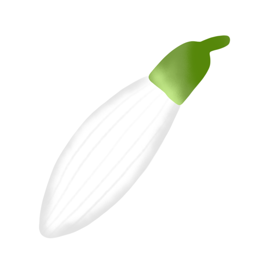 snowdrop flower on winter season png