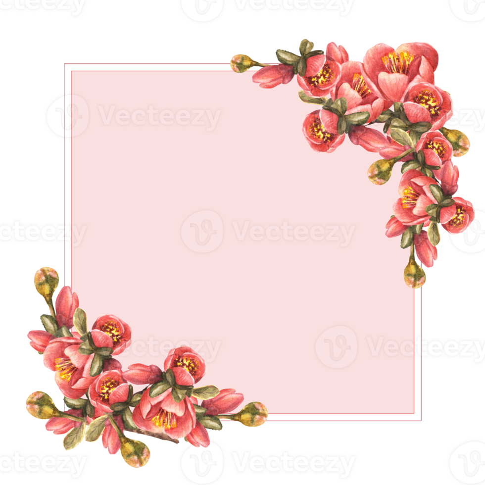 Watercolor hand drawn square frame of flowers, buds, leaves of quince, apple or Japanese pear, branch tree, spring blooming Template illustration for card, menu labels print background. png