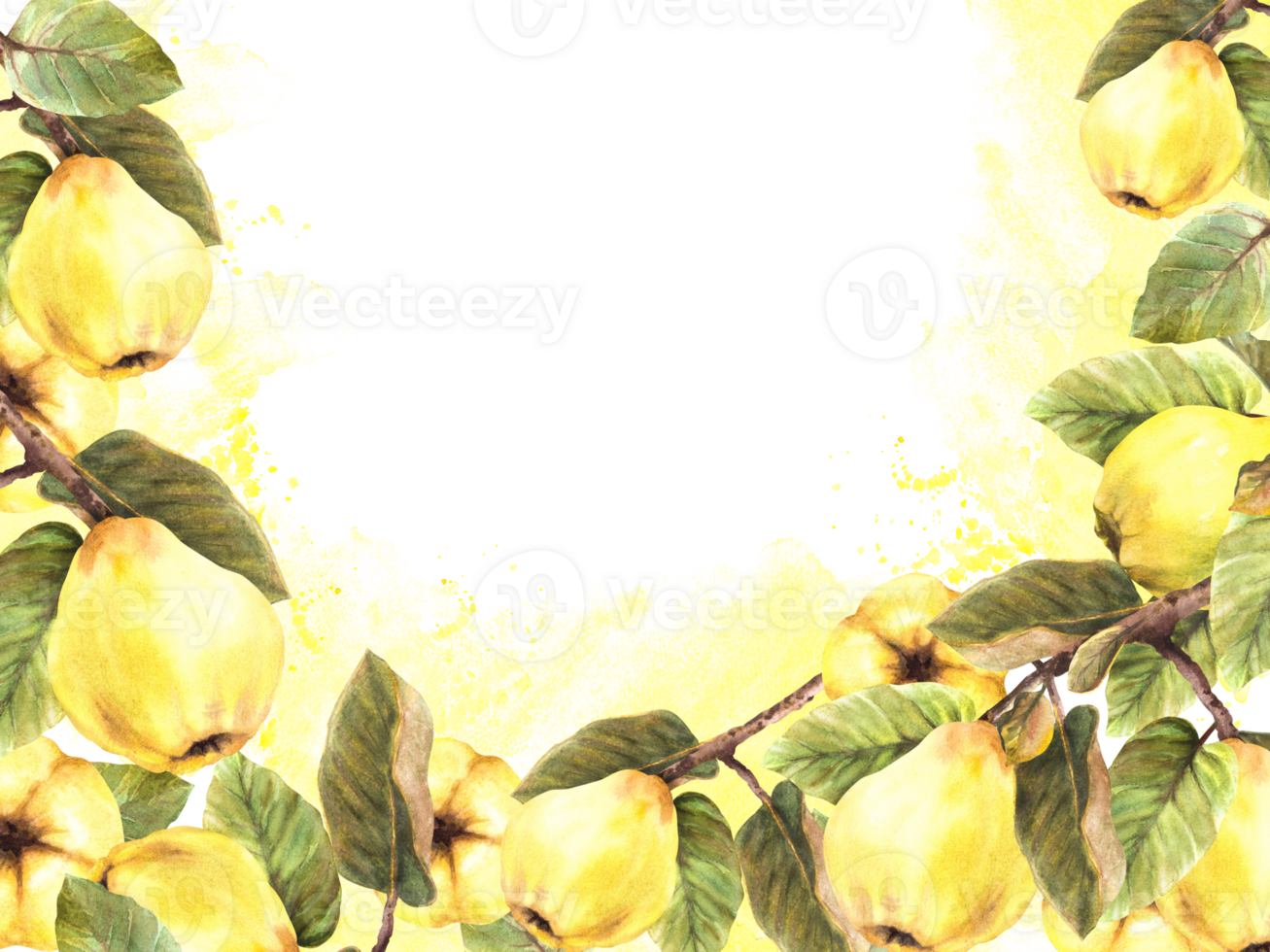 Hand painted watercolor template. Branches with yellow ripe juicy quince whole fruits and leaves with stains and splashes Clipart illustration for banner, frame, card, label background png