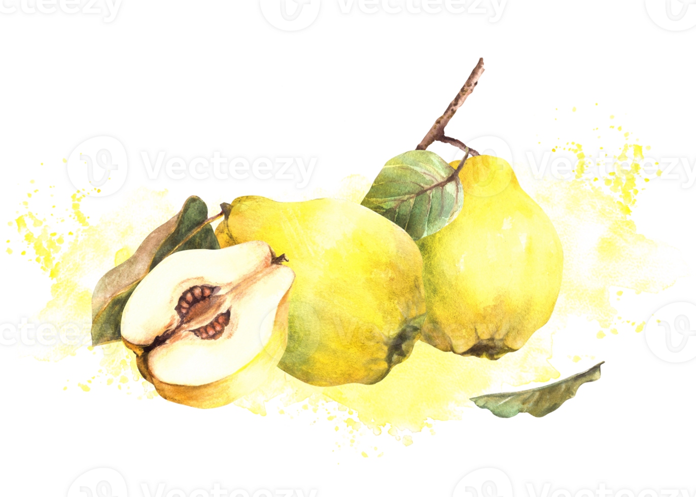 Hand painted watercolor arrangement. Yellow ripe juicy quince whole and cut fruits with seeds inside, branch, leaves with splashes. Clipart illustration for sticker, label. png