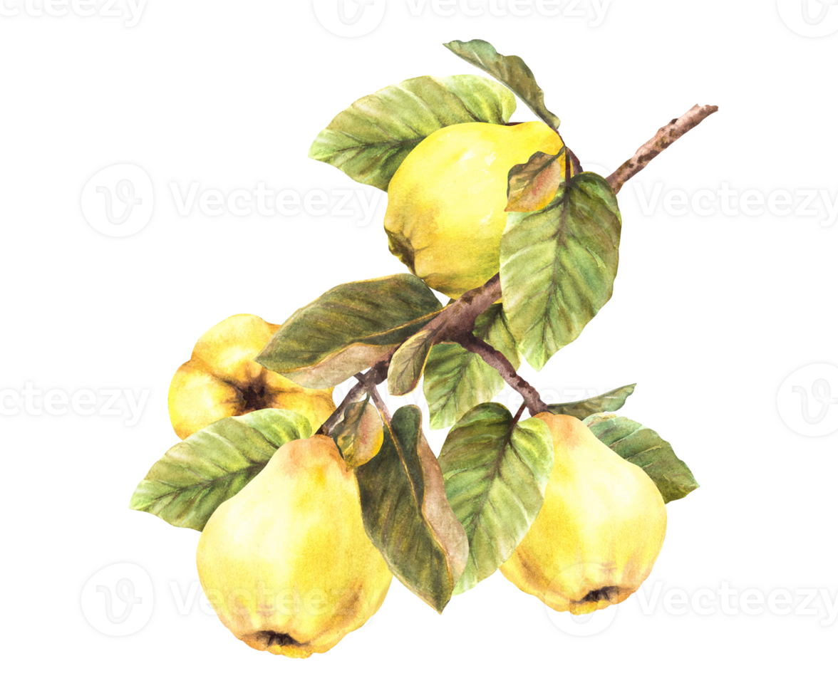 Hand painted watercolor yellow quince whole fruits with leaves hanging on a branch, trees. Clipart illustration for your sticker, logo, food or drink label print design. png