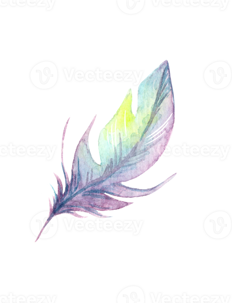 Hand painted watercolor bird feather, close up isolated on transparent background. Art scrapbook element, sketch, hand drawn. png