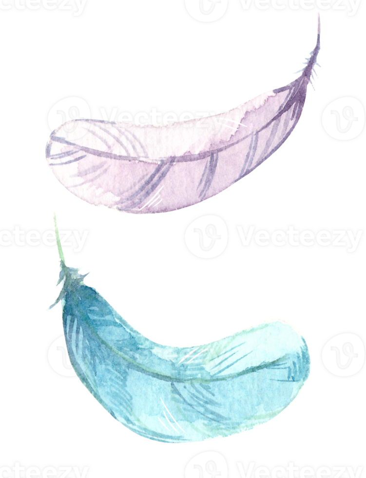 Two hand painted watercolor bird feathers close up isolated on transparent background. Art scrapbook element, sketch, hand drawn. png