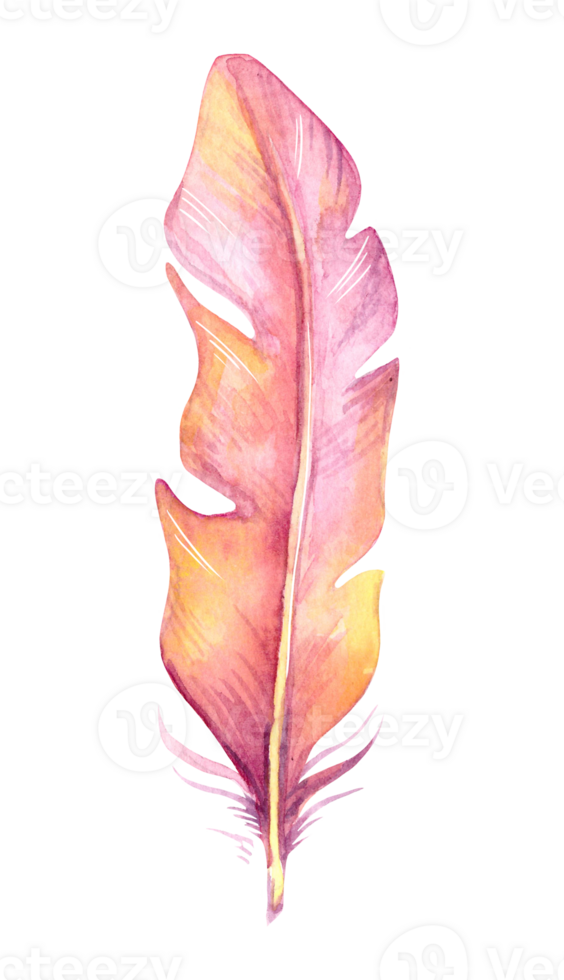 Hand painted watercolor bird feather, close up isolated on transparent background. Art scrapbook element, sketch, hand drawn. png
