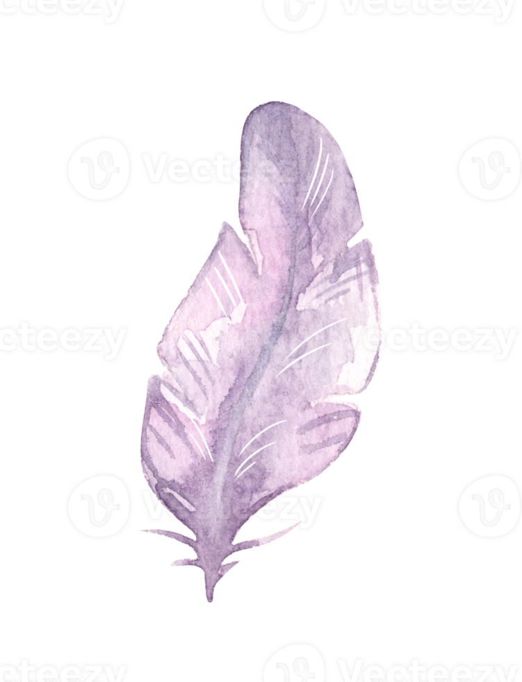 Hand painted watercolor bird feather, close up isolated on transparent background. Art scrapbook element, sketch, hand drawn. png