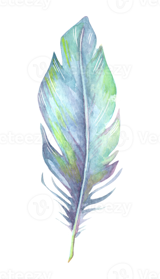 Hand painted watercolor bird feather, close up isolated on transparent background. Art scrapbook element, sketch, hand drawn. png