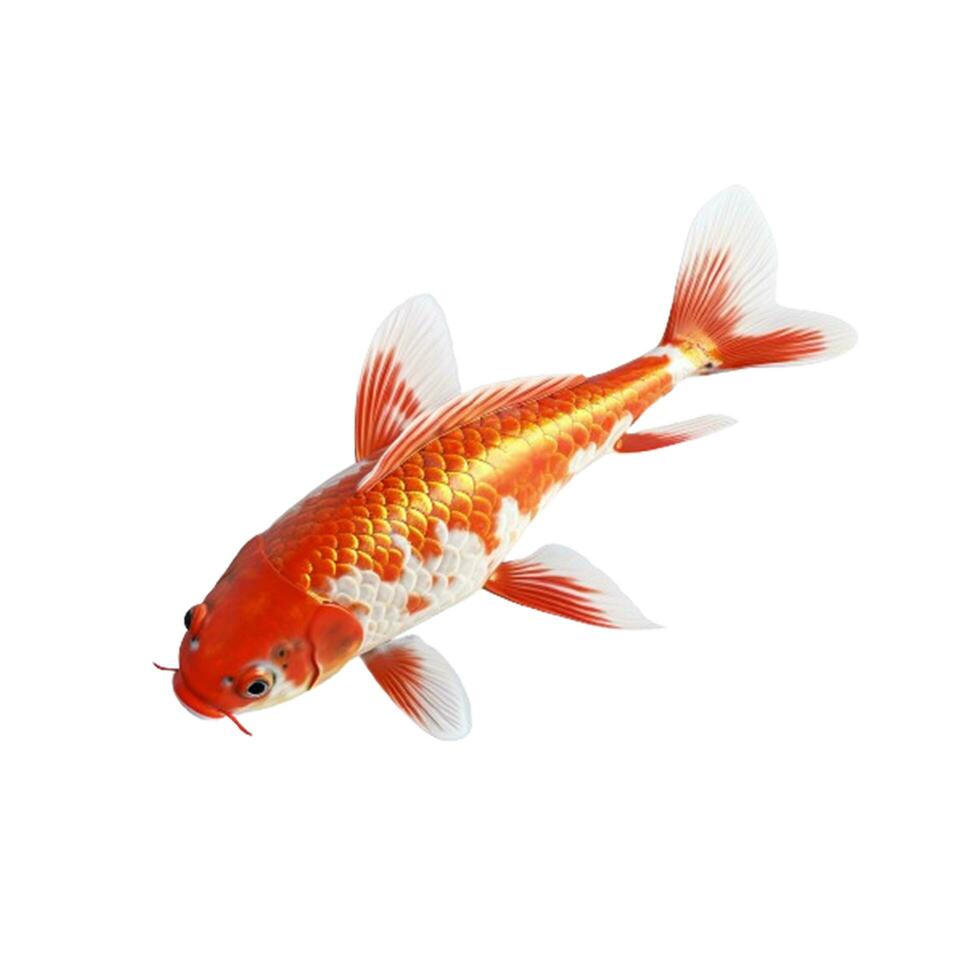 AI generated Gleaming and Radiant Golden Fish Isolated on White Background for Aquatic Enthusiasts photo