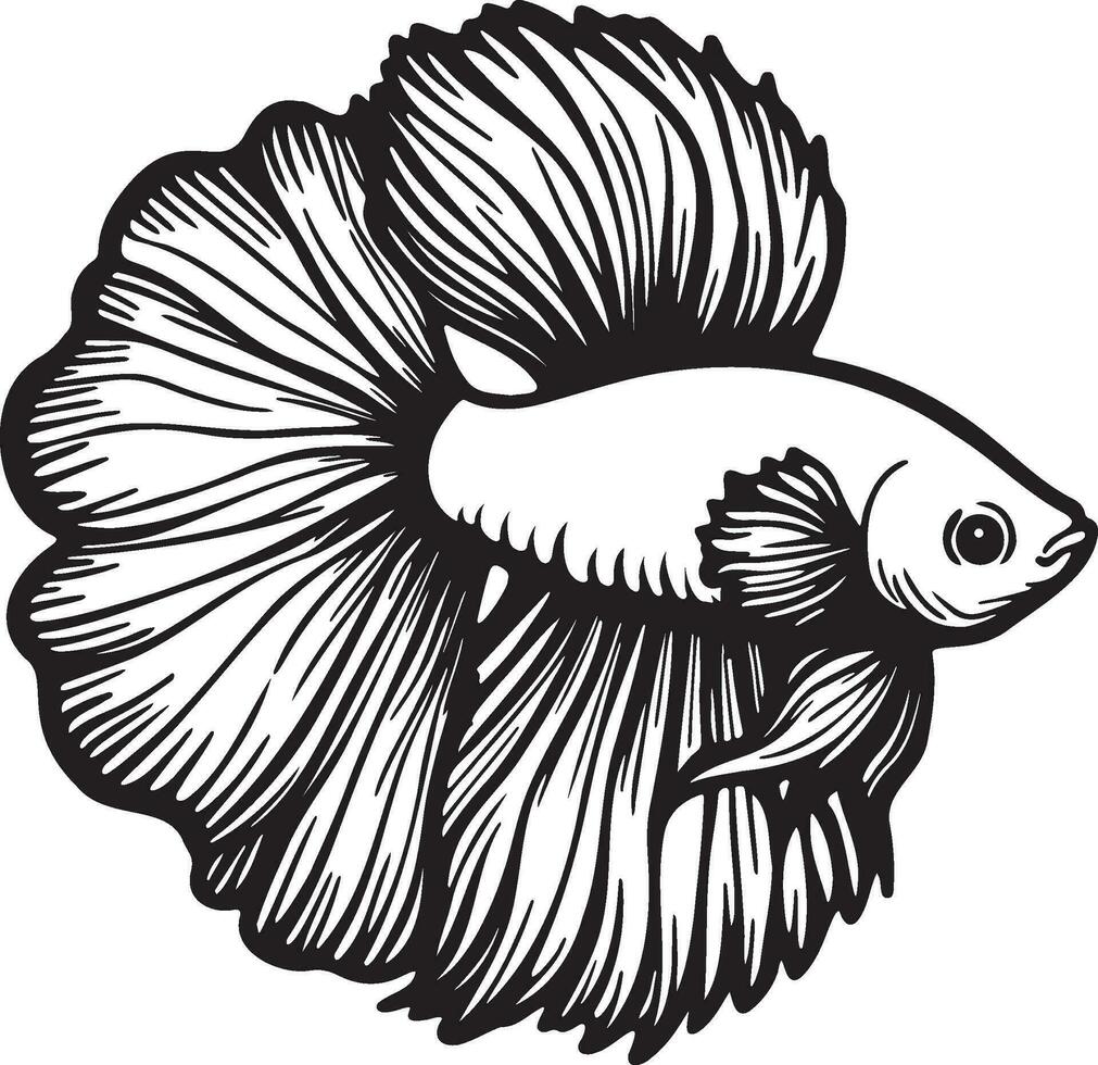 Betta splendens pescado bosquejo dibujo. vector