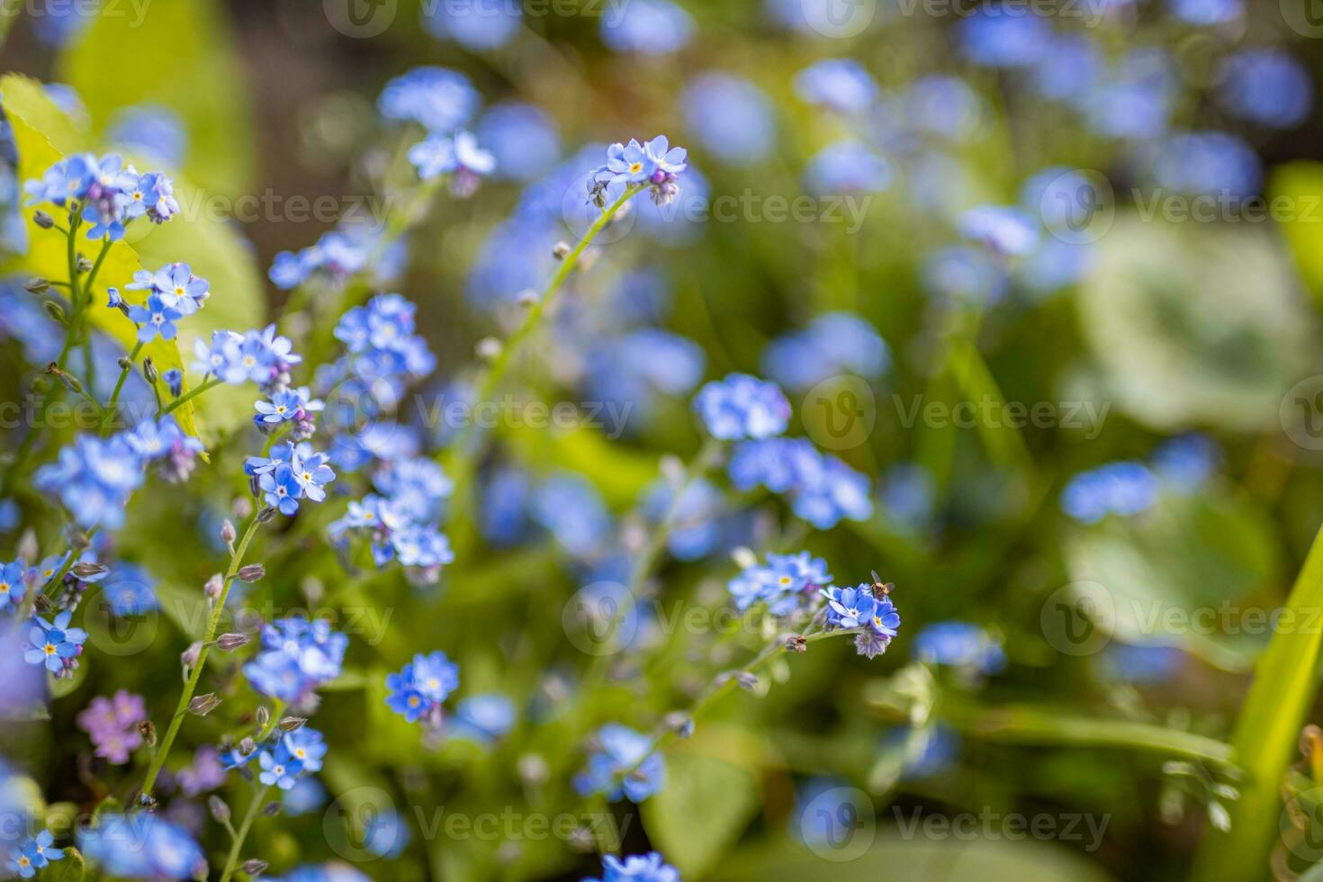 Blue flowers forget-me-in the field, toning, copy space for text. Little blue forget-me-not flowers on spring meadow blurred floral backdrop photo