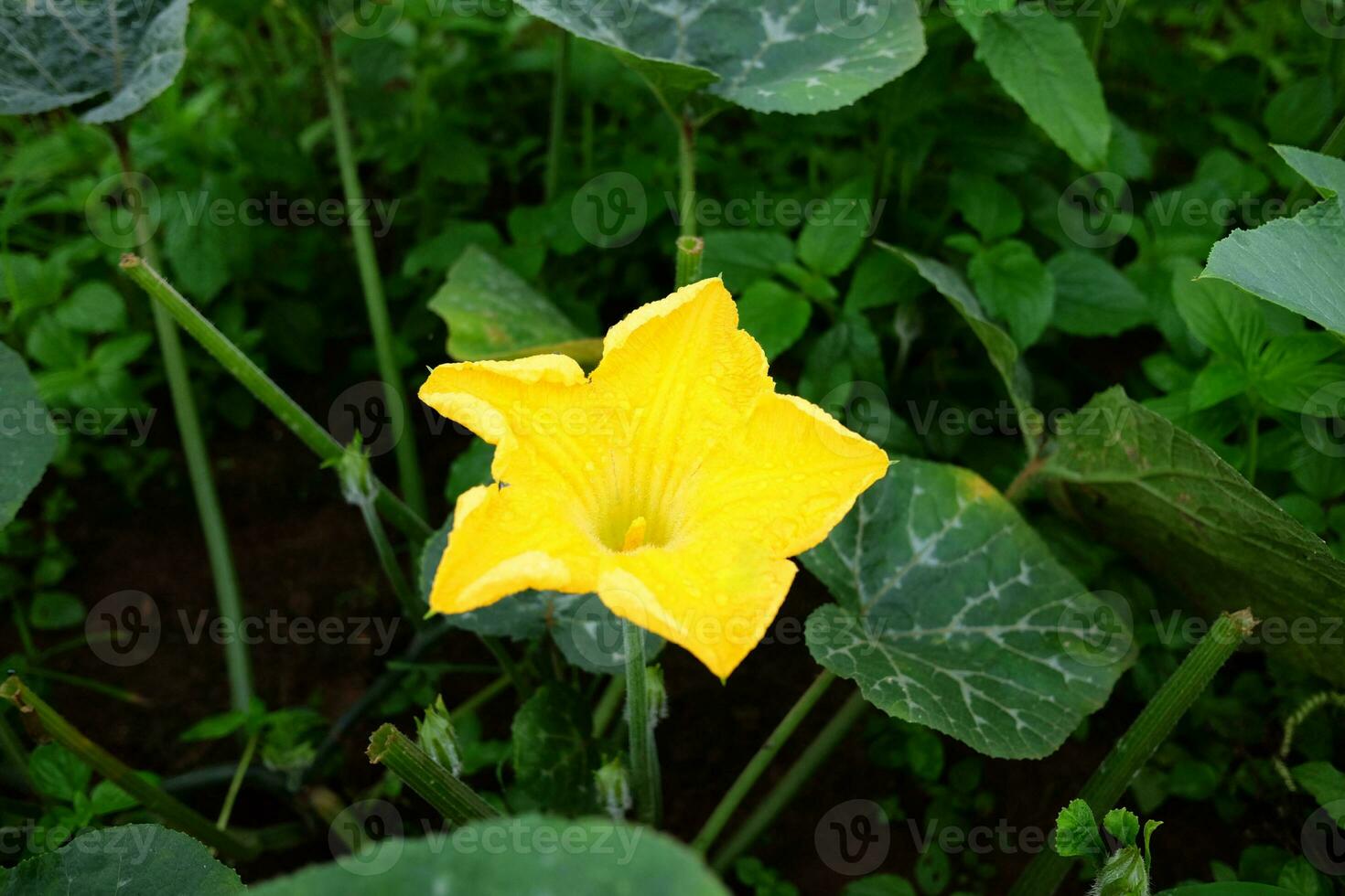 Closed up yellow Pumpkin blossom flower in agriculture farm on mountain photo