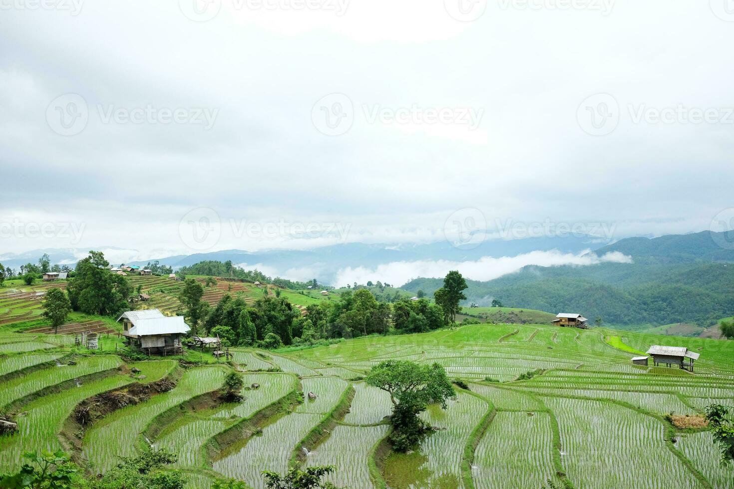 Local hut and homestay village on terraced Paddy rice fields on mountain in the countryside, Chiangmai Province of Thailand. Travel in greenery tropical rainy season concept photo