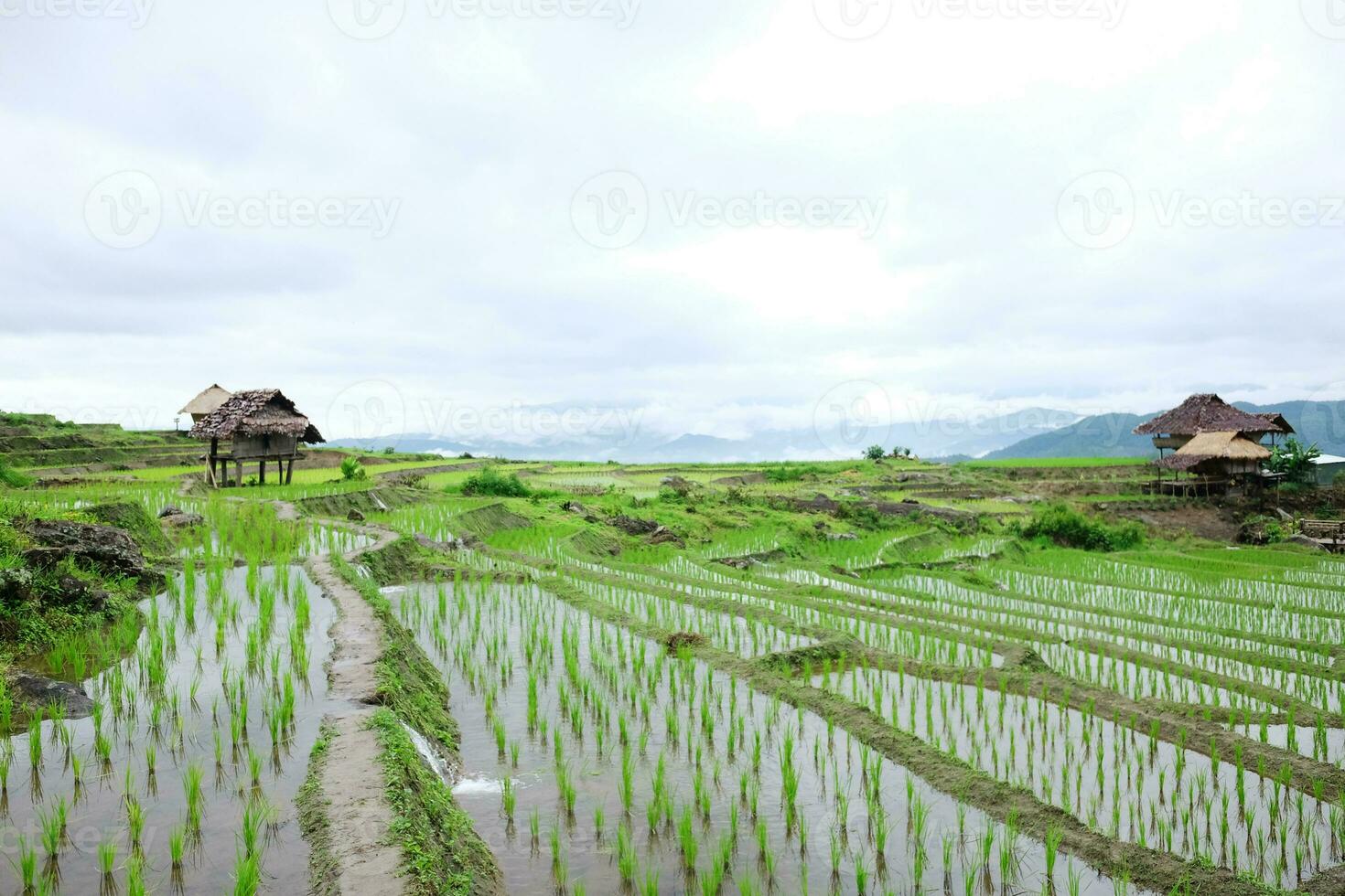 local choza y quedarse en casa pueblo en aterrazado arrozal arroz campos en montaña en el campo, Chiangmai provincia de tailandia viaje en verdor tropical lluvioso temporada concepto foto