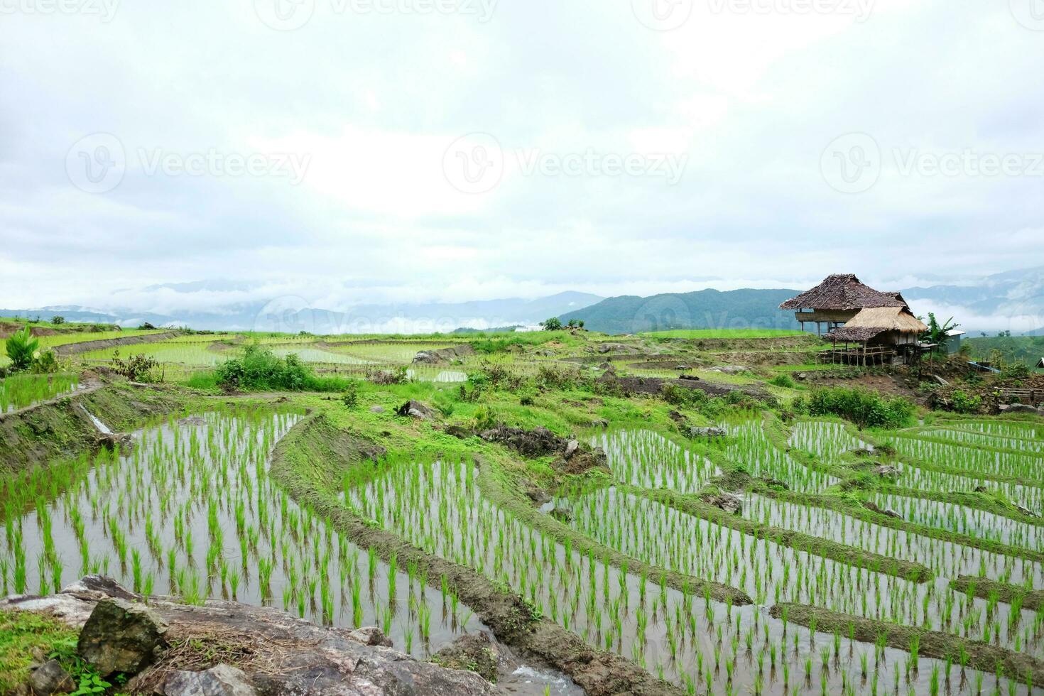 Local hut and homestay village on terraced Paddy rice fields on mountain in the countryside, Chiangmai Province of Thailand. Travel in greenery tropical rainy season concept photo