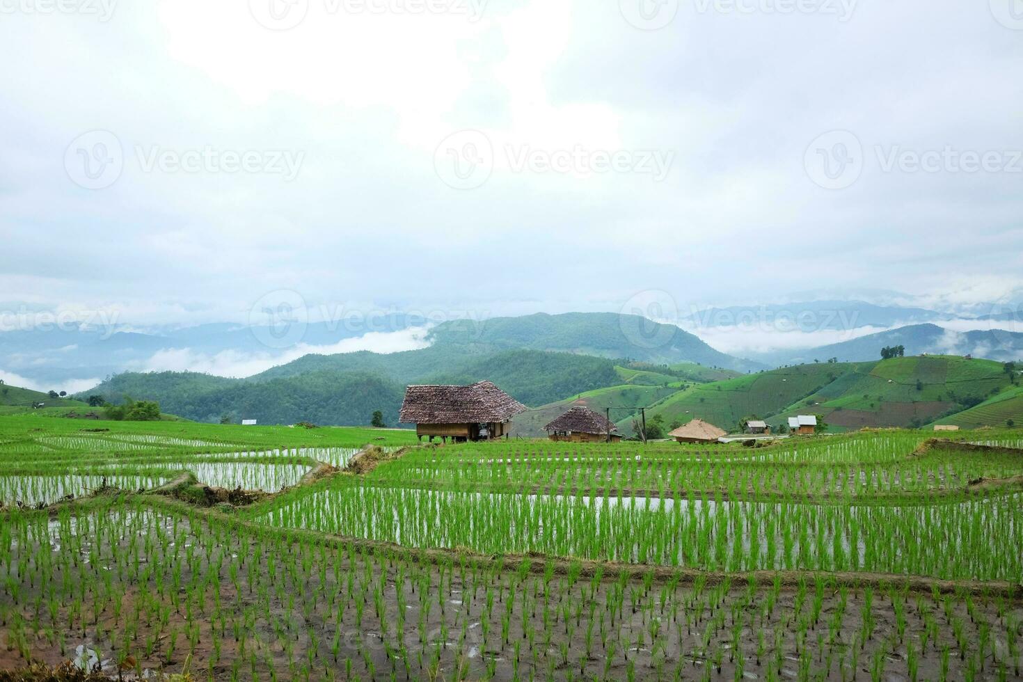 Local hut and homestay village on terraced Paddy rice fields on mountain in the countryside, Chiangmai Province of Thailand. Travel in greenery tropical rainy season concept photo