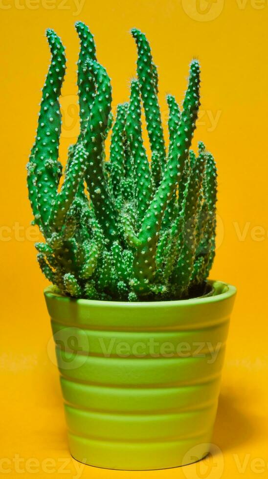 Close-up and detail of small potted cactus houseplant against orange background photo