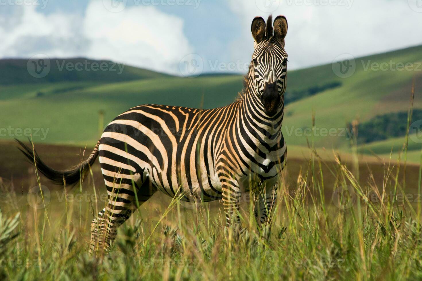 Single zebra standing in Nyika National Park, Malawi. Full length. Nature and green hills in defocused background photo