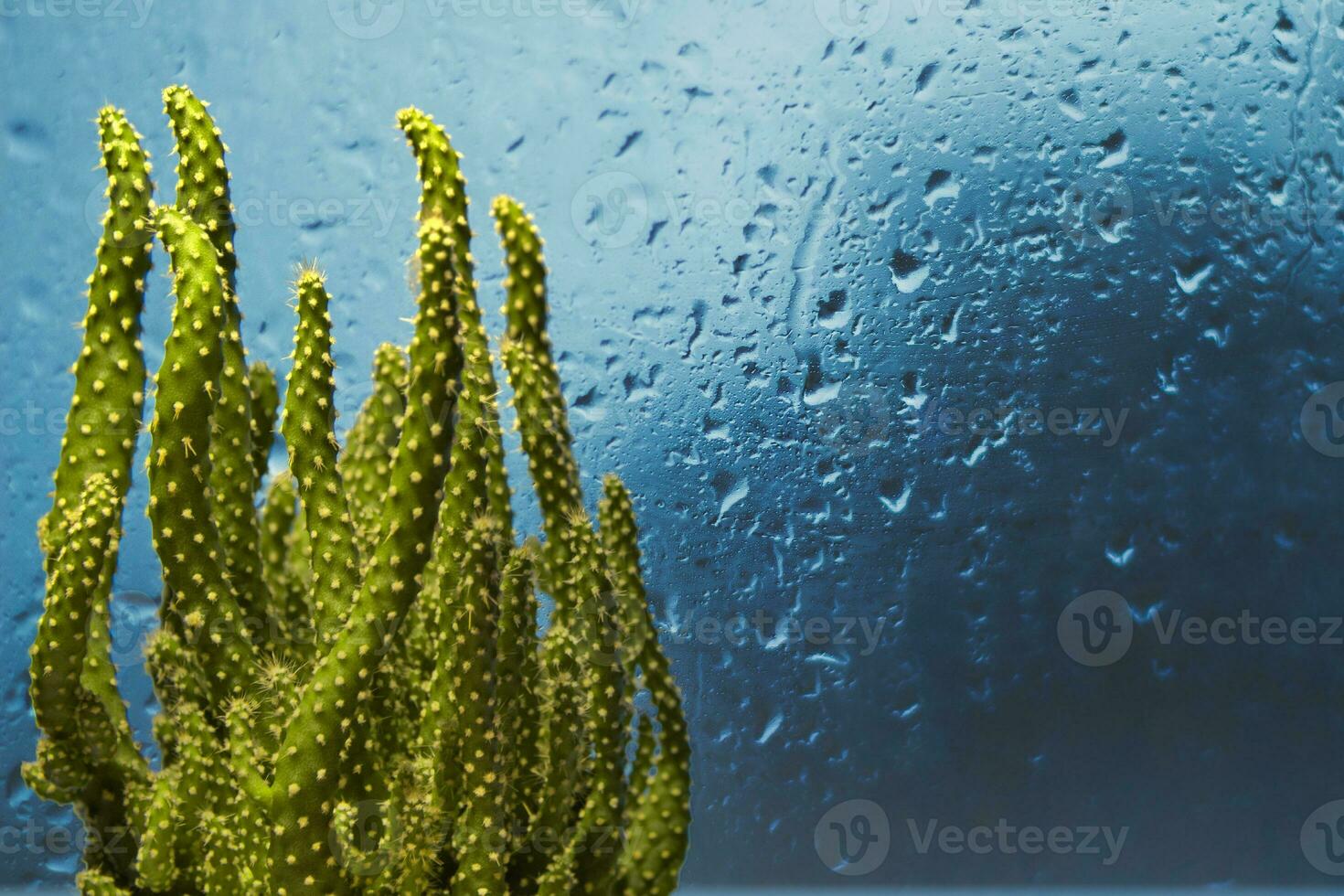 Small cactus indoors in front of window with rain drops and blue background photo