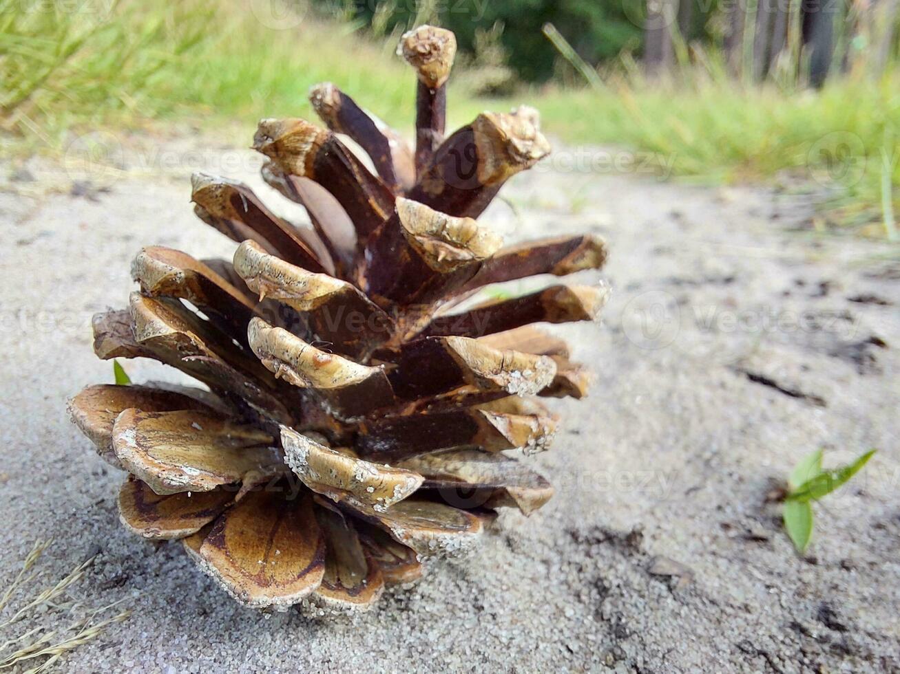 de cerca de pino cono en el arena en un bosque. foto