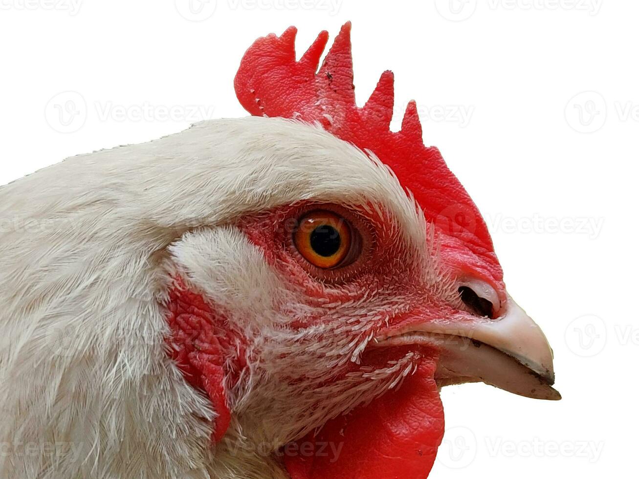 Close-up and detail of white chicken head isolated on white. Horizontal shot. photo