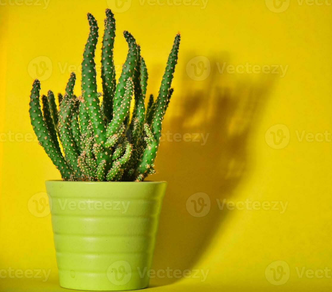 Small or little cactus in green pot against yellow background with shadow. photo