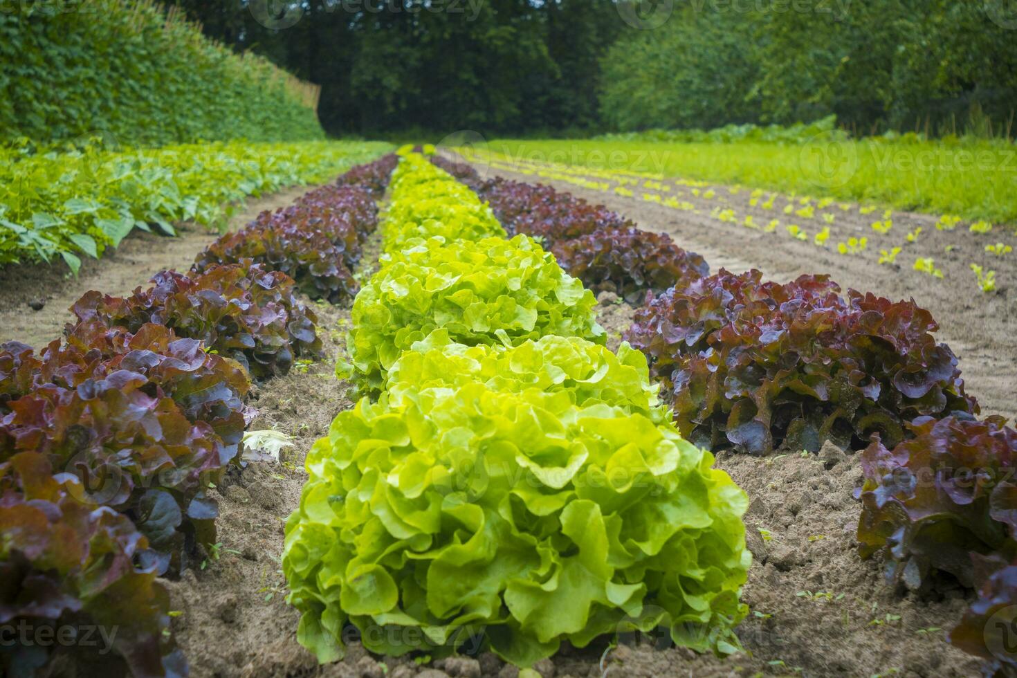 Rows of cabbage lettuce growing on the vegetable farm photo