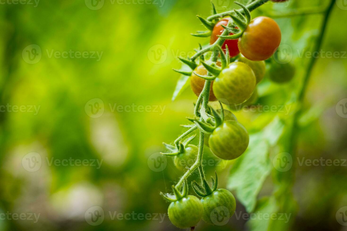 Cherry tomatoes growing in different stages with blurry background. photo