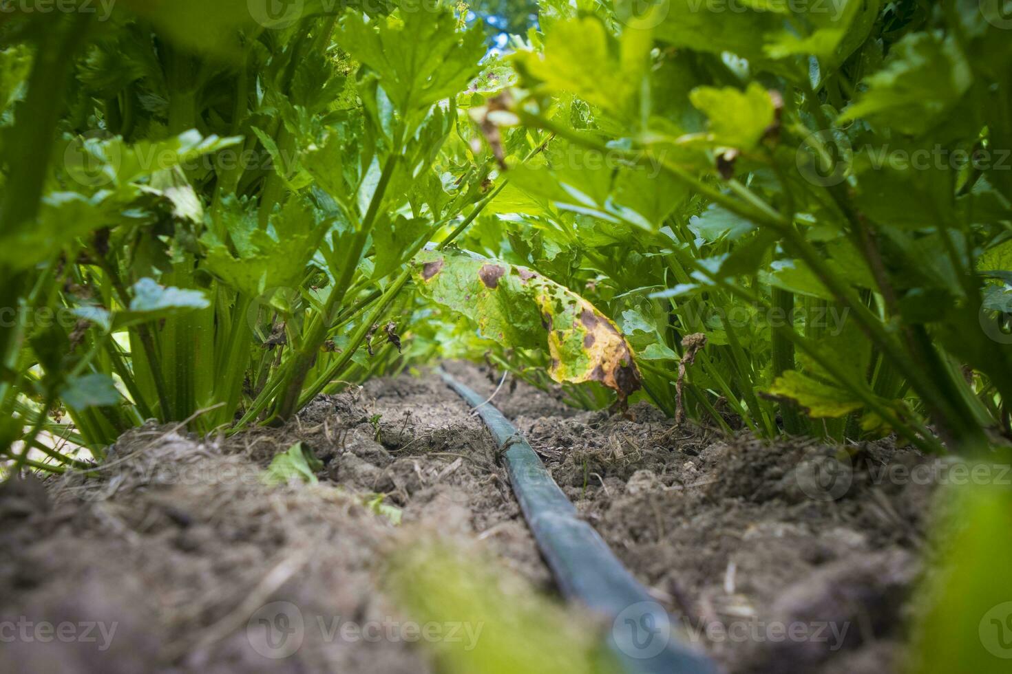 plastic tubing for irrigation of crops under the plants. photo