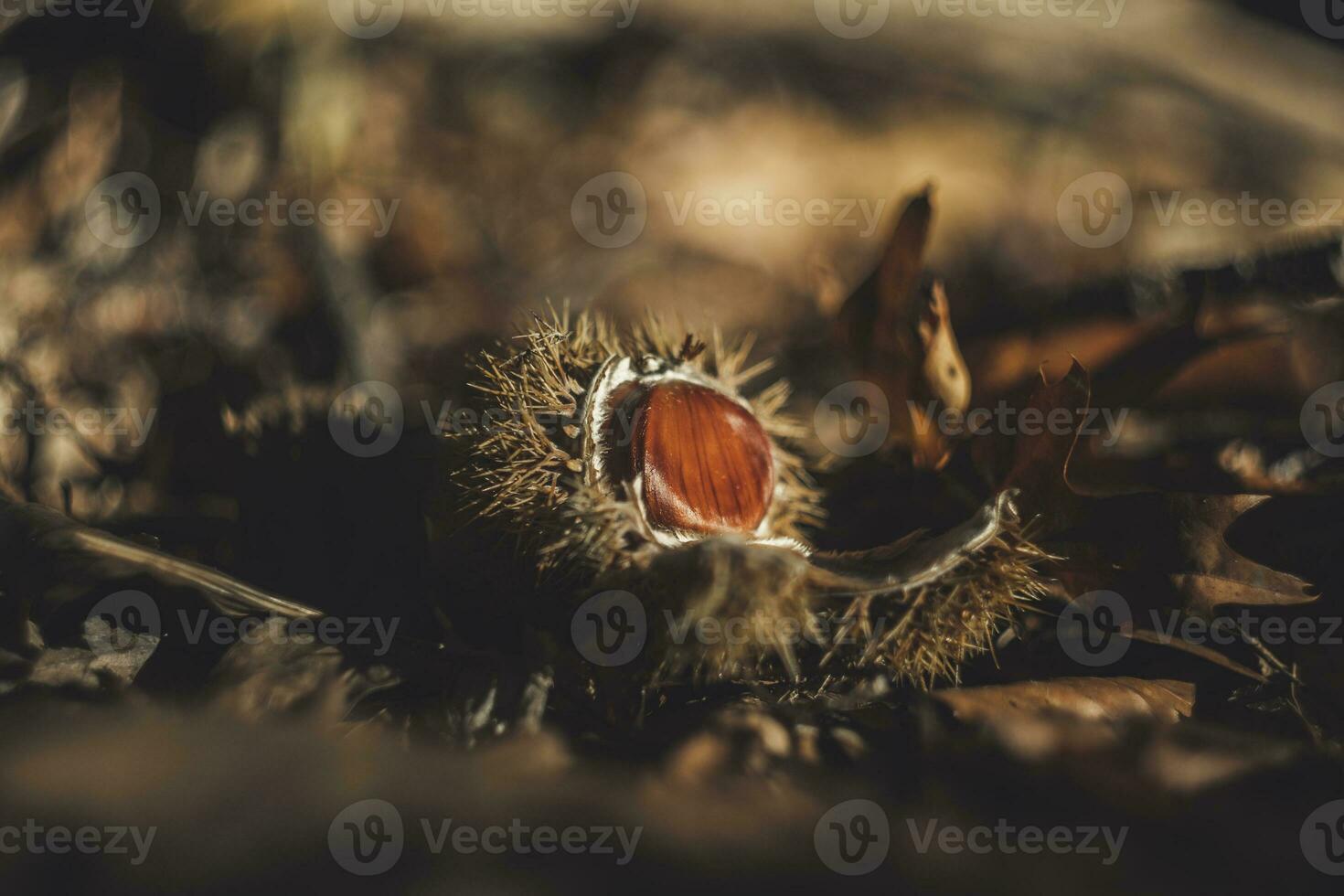 Open chestnut husk during autumn on october photo