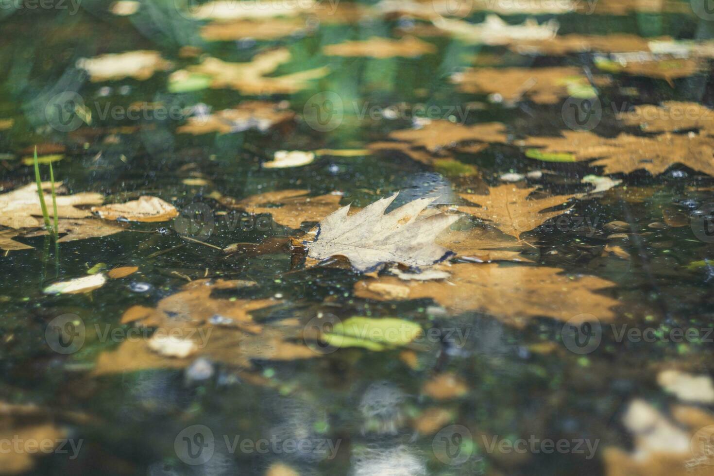 Autumn leaves floating on the water in the forest. photo