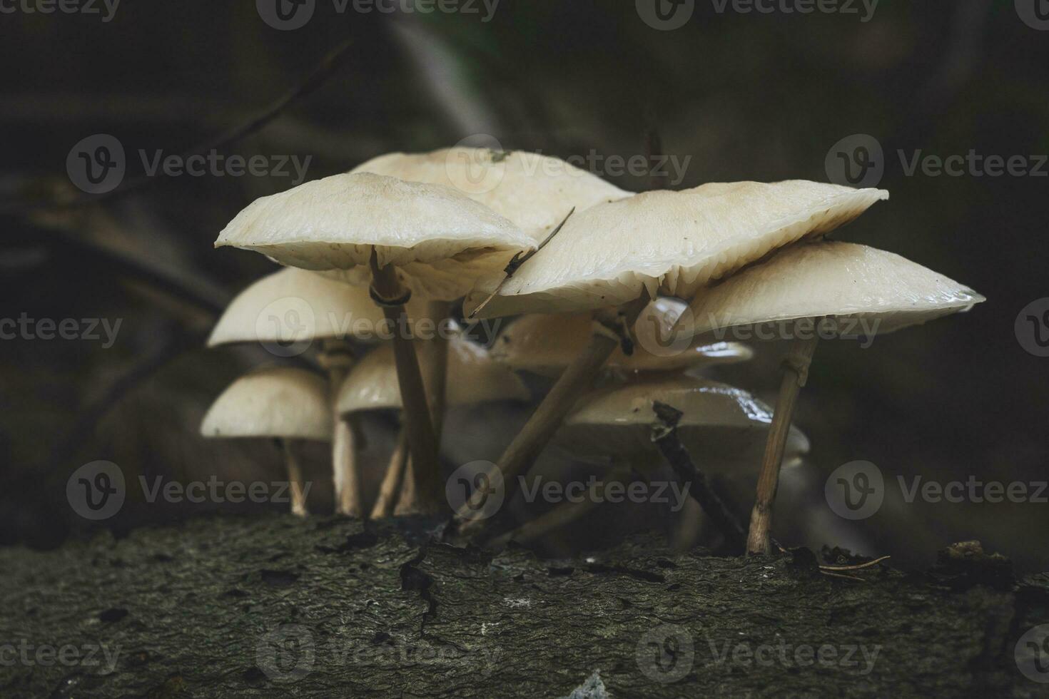 Group of porcelain fungus growing on a dead tree log. Latin name Oudemansiella mucida. photo