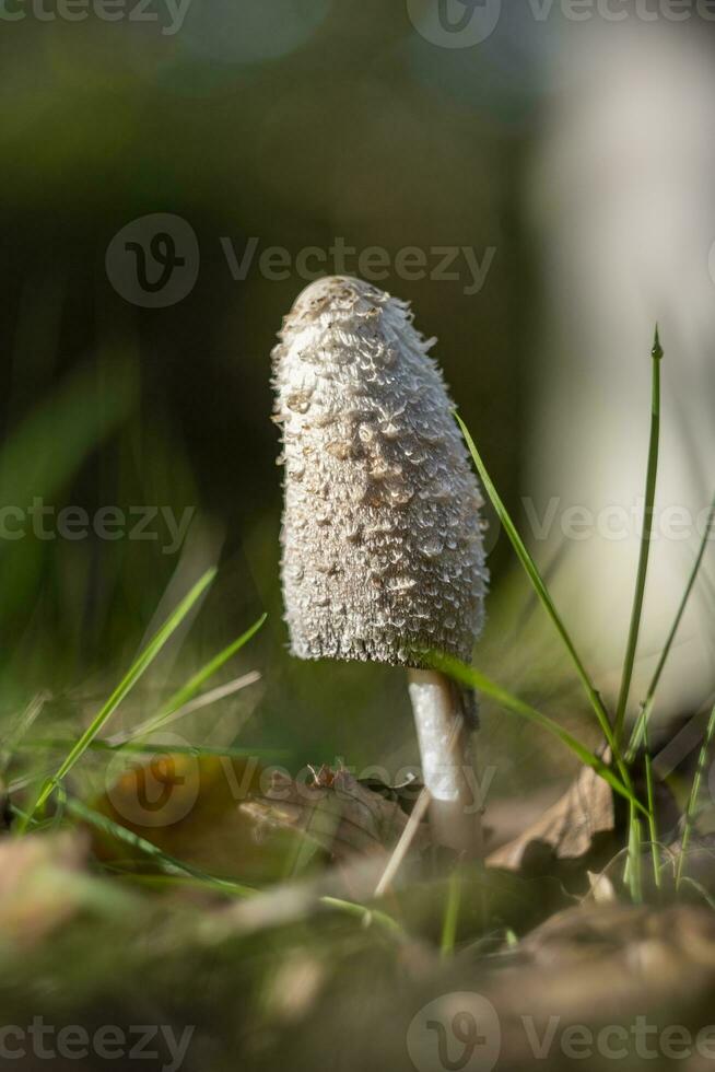 Vertical shot of a Coprinus comatus, the shaggy ink cap, lawyer's wig, or shaggy mane photo