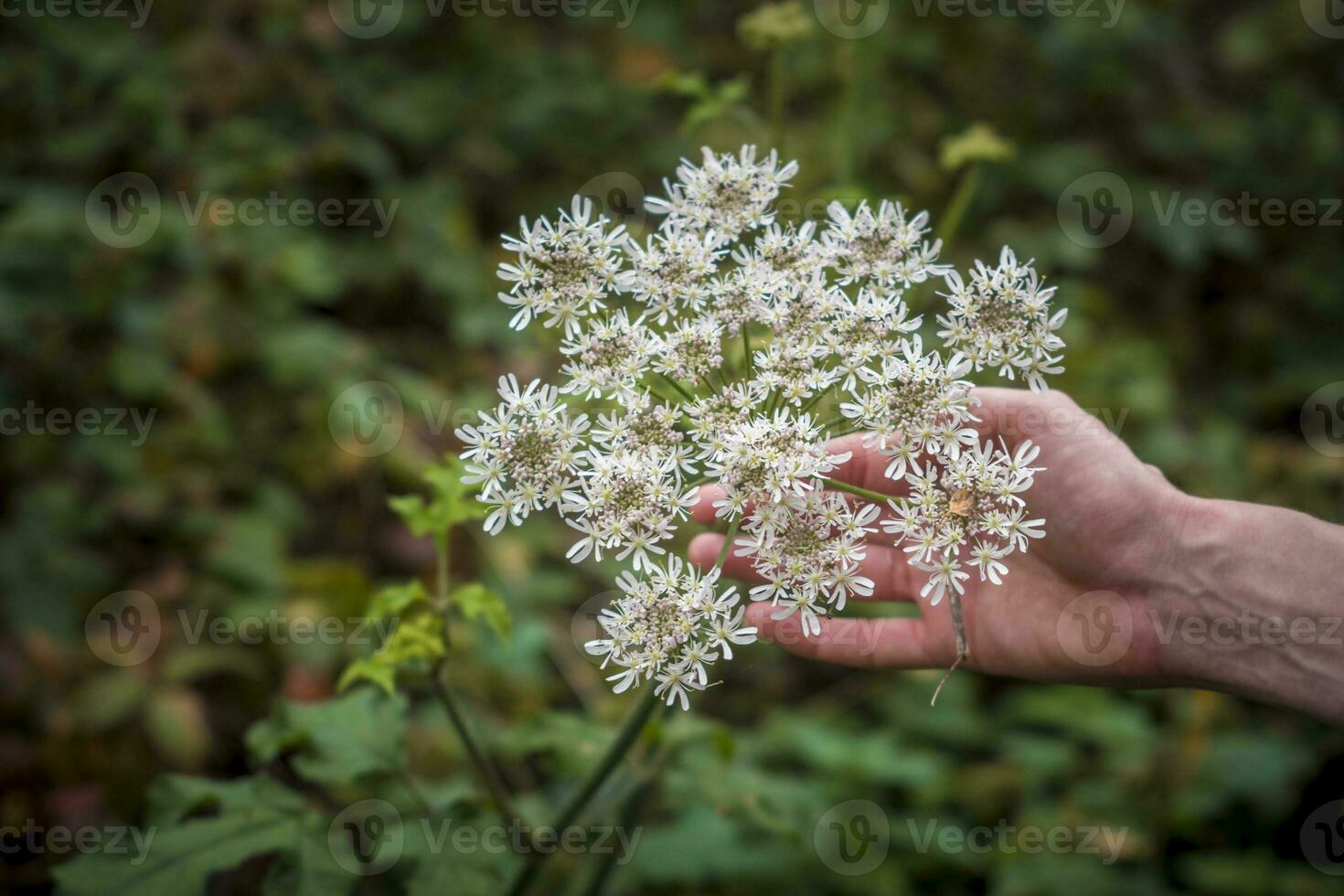 Hand holding Hogweed, also known as cow parsnip or Latin name Heracleum sphondylium against green blurry background. photo